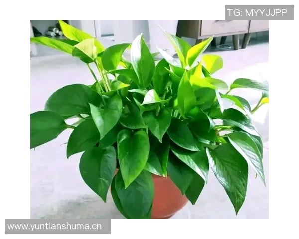 花卉种植技巧与管理方法探索提升家庭园艺的美丽与生机